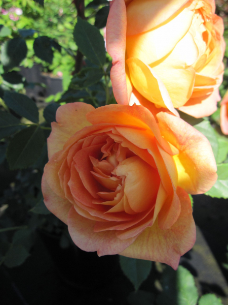 Englische Rose Tea Clipper